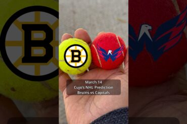 Cujo’s NHL Picks | Boston Bruins vs Washington Capitals 🏒 03-14-2026 #CujoCatches