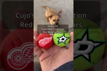 Cujo’s NHL Picks | Detroit Red Wings vs Dallas Stars 🏒 03-14-2026 #CujoCatches