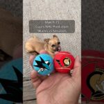 Cujo’s NHL Picks | San Jose Sharks vs Ottawa Senators 🏒 03-15-2026 #CujoCatches