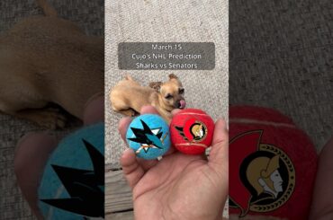 Cujo’s NHL Picks | San Jose Sharks vs Ottawa Senators 🏒 03-15-2026 #CujoCatches