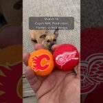 Cujo’s NHL Picks | Calgary Flames vs Detroit Red Wings 🏒 03-16-2026 #CujoCatches