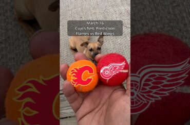 Cujo’s NHL Picks | Calgary Flames vs Detroit Red Wings 🏒 03-16-2026 #CujoCatches
