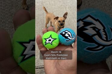 Cujo’s NHL Picks | Utah Mammoth vs Dallas Stars 🏒 03-16-2026 #CujoCatches