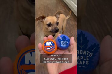 Cujo’s NHL Picks | New York Islanders vs Toronto Maple Leafs 🏒 03-17-2026 #CujoCatches