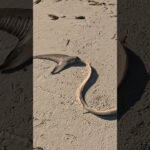 💀Wie würdet ihr reagieren? #hai #strand #seychellen #insel #schwimmen