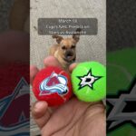 Cujo’s NHL Picks | Dallas Stars vs Colorado Avalanche 🏒 03-18-2026 #CujoCatches