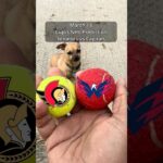 Cujo’s NHL Picks | Ottawa Senators vs Washington Capitals 🏒 03-18-2026 #CujoCatches