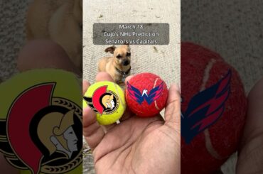 Cujo’s NHL Picks | Ottawa Senators vs Washington Capitals 🏒 03-18-2026 #CujoCatches
