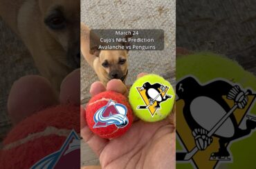Cujo’s NHL Picks | Colorado Avalanche vs Pittsburgh Penguins 🏒 03-24-2026 #CujoCatches
