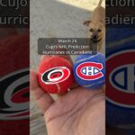 Cujo’s NHL Picks | Carolina Hurricanes vs Montreal Canadiens 🏒 03-24-2026 #CujoCatches