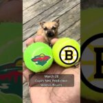 Cujo’s NHL Picks | Minnesota Wild vs Boston Bruins 🏒 03-28-2026 #CujoCatches