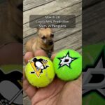 Cujo’s NHL Picks | Dallas Stars vs Pittsburgh Penguins 🏒 03-28-2026 #CujoCatches