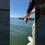 Erik Johnson Puffer fish release fish got big then small
