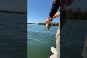 Erik Johnson Puffer fish release fish got big then small