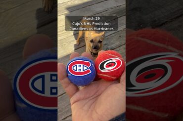 Cujo’s NHL Picks | Montreal Canadiens vs Carolina Hurricanes 🏒 03-29-2026 #CujoCatches