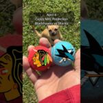 Cujo’s NHL Picks | Chicago Blackhawks vs San Jose Sharks 🏒 04-06-2026 #CujoCatches