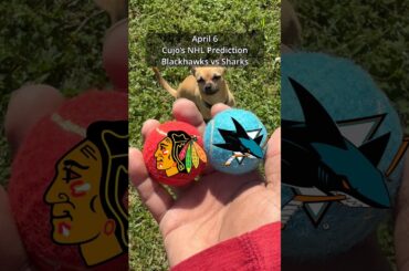 Cujo’s NHL Picks | Chicago Blackhawks vs San Jose Sharks 🏒 04-06-2026 #CujoCatches