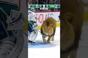 A Lion Jumps Onto the Ice Mid Game 🦁🏒