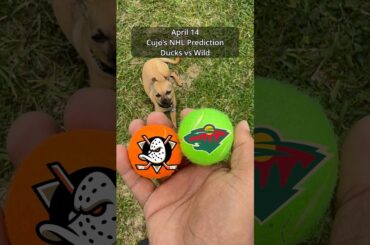 Cujo’s NHL Picks | Anaheim Ducks vs Minnesota Wild 🏒 04-14-2026 #CujoCatches