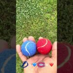 Cujo’s NHL Picks | Tampa Bay Lightning vs Montreal Canadiens 🏒 04-26-2026 #CujoCatches