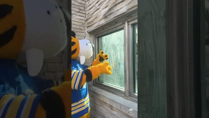 Can’t even tell them apart 😂 Happy International Tiger Day to our favorite tiger!